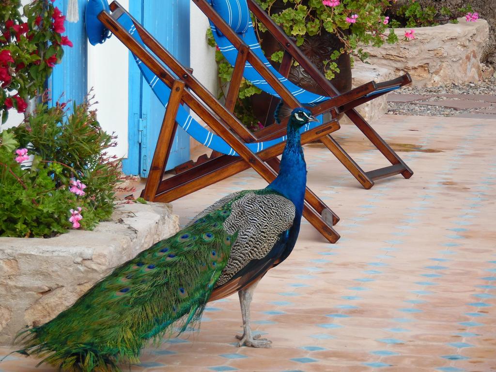 Villa Daba Ghazoua Экстерьер фото
